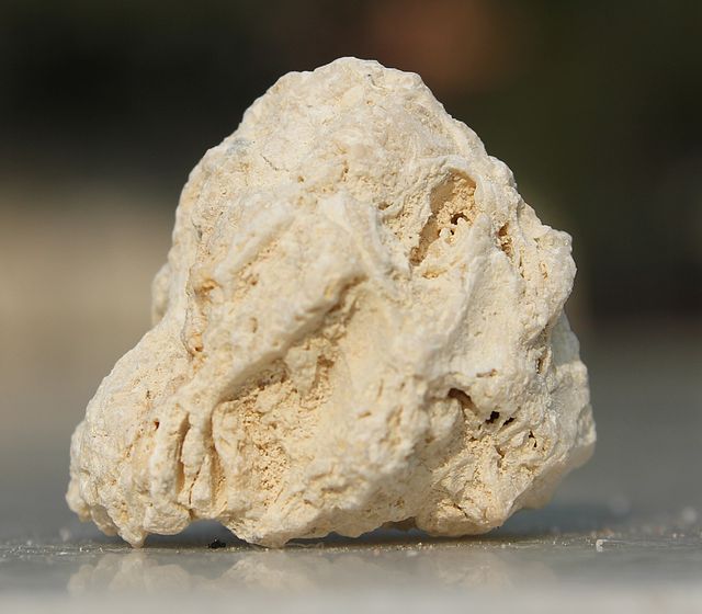 Fossiliferous_Limestone